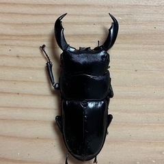 テイオウヒラタクワガタ
