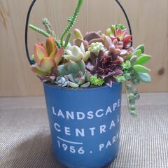 ★多肉植物寄せ植え 132★