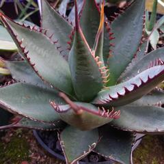 多肉植物や観葉植物など
