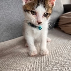 人懐っこいキジ白猫ちゃんです。