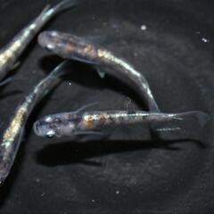 メダカ　朱紅玉の若魚！産卵中　5匹セット！