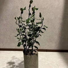 他の人が持ってない観葉植物