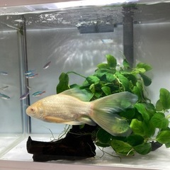 アルビノ　金魚の画像