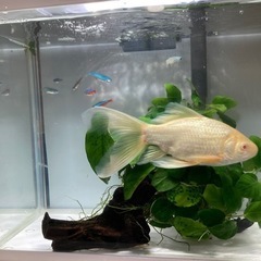 アルビノ　金魚の画像