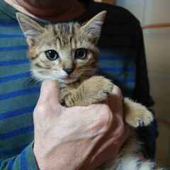 代理で子猫の里親さんを募集しております