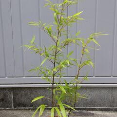 黒竹鉢植え