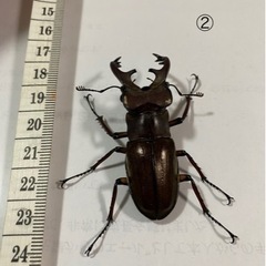 ミヤマクワガタ