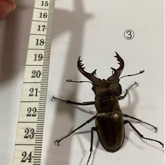 ミヤマクワガタ