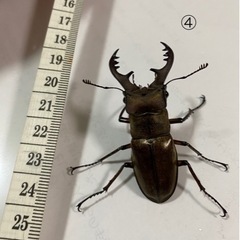 ミヤマクワガタ
