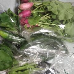 新鮮野菜コーナーの6月17日の品出し予定です。の画像
