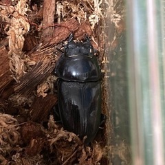 オオクワガタ　成虫ペア　♂70mmオーバーの画像