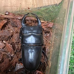 オオクワガタ　成虫ペア　♂70mmオーバー