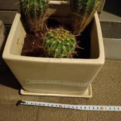 多肉植物　サボテン　観葉植物　魔除けの画像