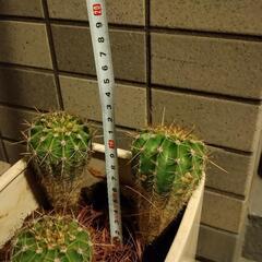多肉植物　サボテン　観葉植物　魔除けの画像