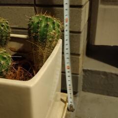 多肉植物　サボテン　観葉植物　魔除けの画像