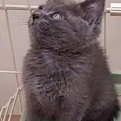 グレーの毛色が綺麗な子猫です♪ - 猫