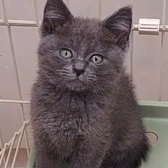 グレーの毛色が綺麗な子猫です♪ − 愛知県