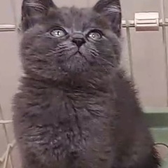 グレーの毛色が綺麗な子猫です♪ - 名古屋市