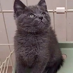 グレーの毛色が綺麗な子猫です♪ - 里親募集