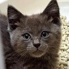 グレーの毛色が綺麗な子猫です♪