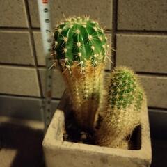 　多肉植物　サボテン　観葉　魔除けの画像
