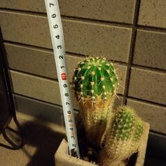 　多肉植物　サボテン　観葉　魔除けの画像