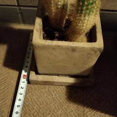 　多肉植物　サボテン　観葉　魔除けの画像
