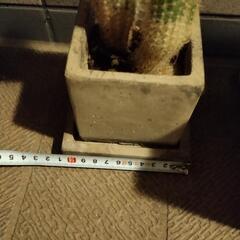 　多肉植物　サボテン　観葉　魔除けの画像