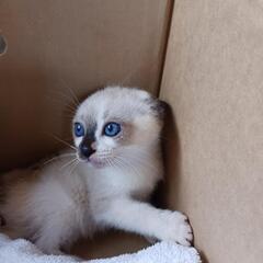 塩ビパイプにいた子猫ちゃん