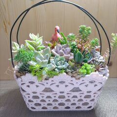 ★多肉植物寄せ植え 133★