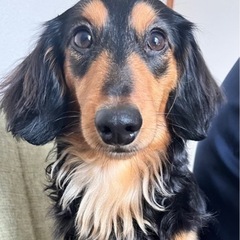 犬友募集中