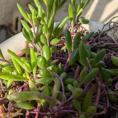 ルビーネックレス　多肉植物