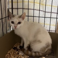 保護猫女の子　1才6ヶ月ぐらいの美猫さん