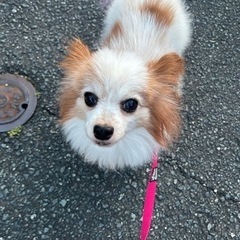 犬友を募集しています！