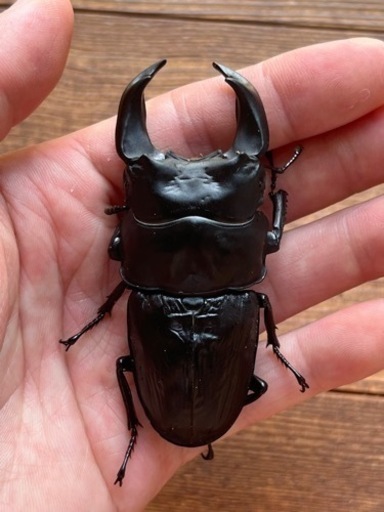 オオクワガタ