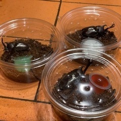 地元産カブトムシ　ペア