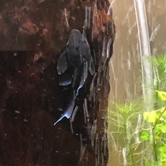 最終値下げプレコ　ブルーフィンパナクエ2匹(熱帯魚水槽)の画像