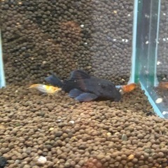 最終値下げプレコ　ブルーフィンパナクエ2匹(熱帯魚水槽)の画像