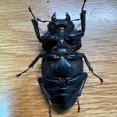国産オオクワガタ（能勢YG）・メス単品の画像