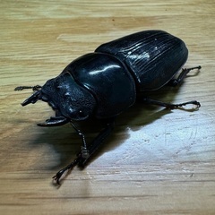 国産オオクワガタ（能勢YG）・メス単品の画像