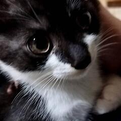 個性的な模様がチャーミングな猫ちゃん達3匹