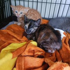 お母さん猫ちゃんとはぐれて