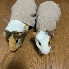2歳半のモルモット2匹
