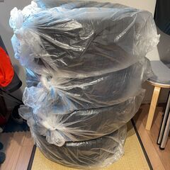 サバティカル アルニカ