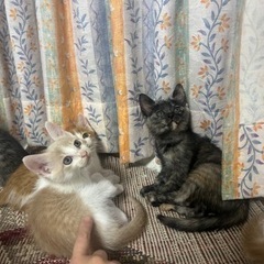 生後2ヶ月のクリーム色の男の子 ソイくん トライアル決まりました − 宮城県