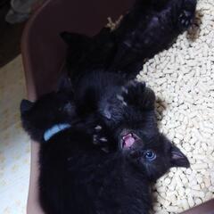 里親募集🐱黒猫3匹
