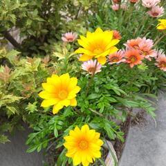 ガザニア 花 西日にも強い