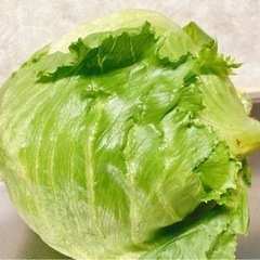【6/18までに引き渡しが出来る方限定‼️】レタス