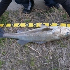 釣り仲間募集 - 品川区