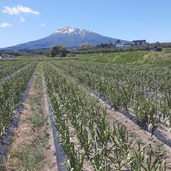 ニンニク収穫作業